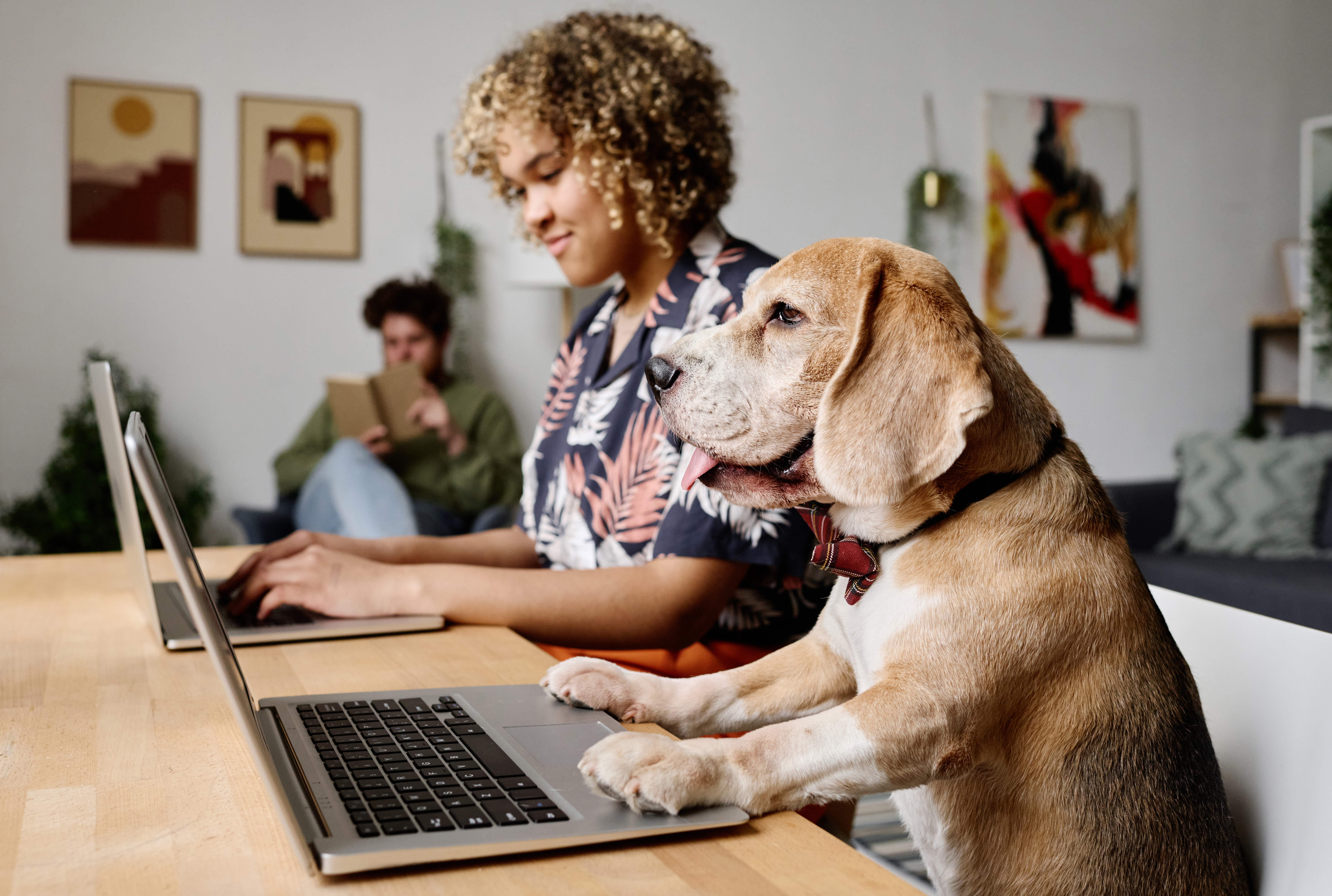 Pet care fulfillment service in Ireland and Europe